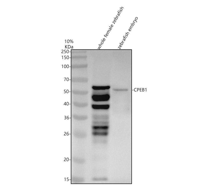 azq9ygx5 cpeb1 primary antibodies wb testing 1