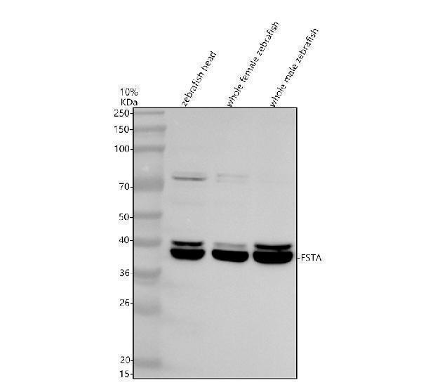 azq9yhv4 fsta primary antibodies wb testing 1