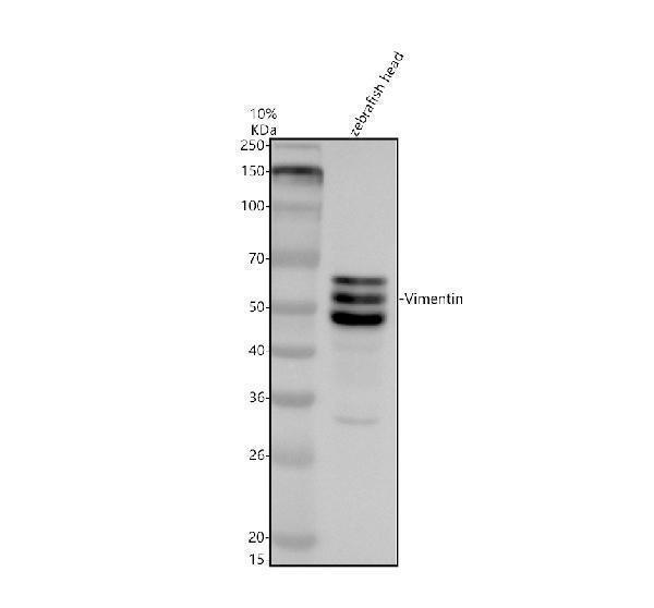 Western blot analysis of Vimentin/VIM using anti-Vimentin/VIM antibody (AZQ9YHX5)