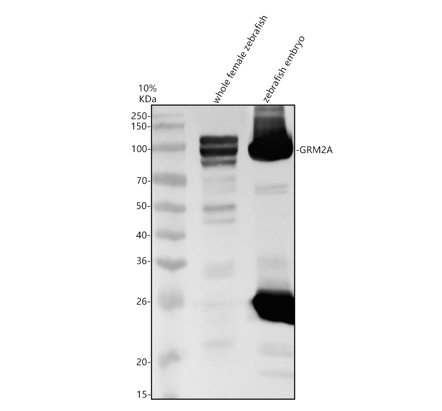 azu3n5x6 grm2a primary antibodies wb testing 1