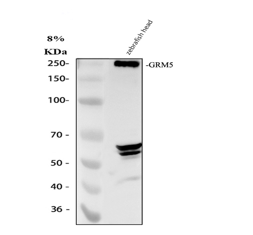 azu3n5y5 grm5b primary antibodies wb testing 1
