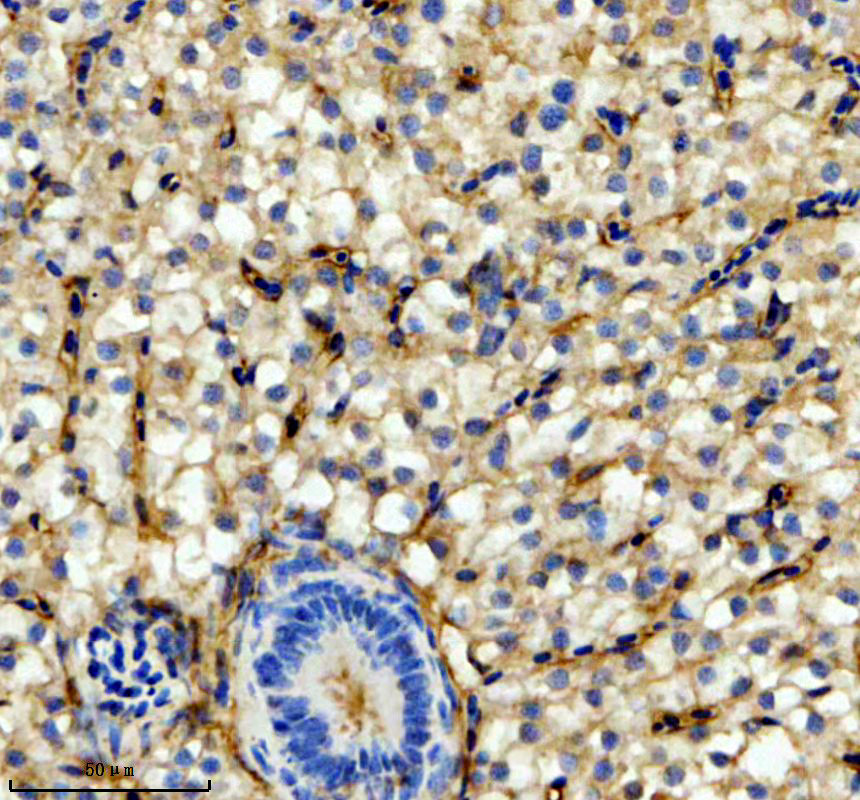 azx1wel2 gprc5ba primary antibodies ihc testing 1