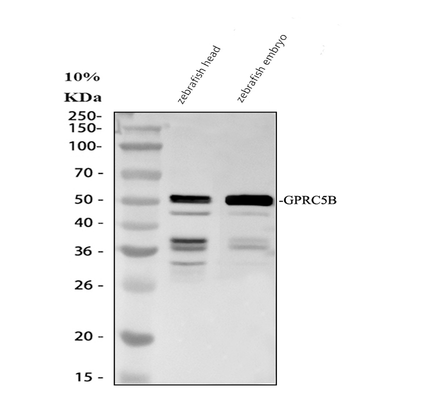 azx1wel2 gprc5ba primary antibodies wb testing 1