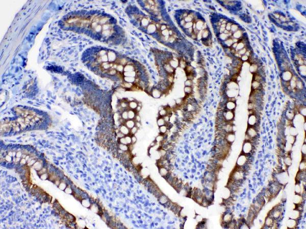 Figure 3. IHC analysis of Cytokeratin 8 using anti-Cytokeratin 8 antibody (A01421). Cytokeratin 8 was detected in paraffin-embedded section of rat intestine tissues. Heat mediated antigen retrieval was performed in citrate buffer (pH6, epitope retrieval solution) for 20 mins. The tissue section was blocked with 10% goat serum. The tissue section was then incubated with 1microg/ml rabbit anti-Cytokeratin 8 Antibody (A01421) overnight at 4°C. Biotinylated goat anti-rabbit IgG was used as secondary antibody and incubated for 30 minutes at 37°C. The tissue section was developed using Strepavidin-Biotin-Complex (SABC)(Catalog # SA1022) with DAB as the chromogen.