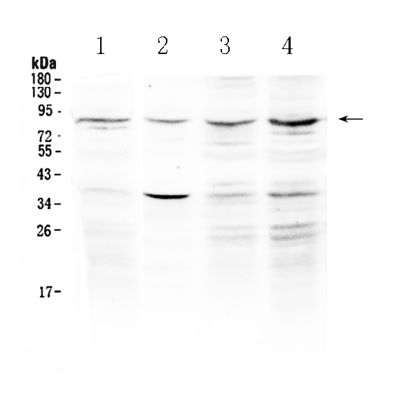 Western blot analysis of ECE1 using anti-ECE1 antibody (A02519-1).