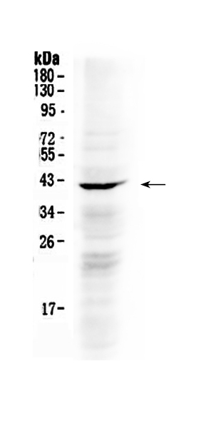Western blot analysis of NDRG3 using anti-NDRG3 antibody (A10017).