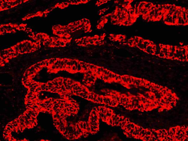 ba1090 1 IHC goat anti rabbit igg secondary antibody tritc conjugate