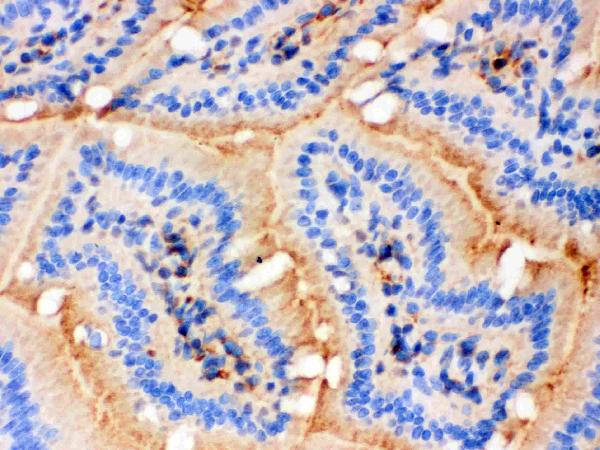 Anti-Actin antibody, MA1000, IHC(F) IHC(F): Mouse Intestine Tissue