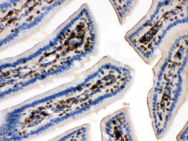 IHC image of Anti-Beta-Actin antibody in mouse intestine