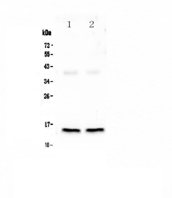 pa1336 1 WB anti cardiac fabp antibody