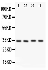 pa1442 1_1 WB anti caspase 7 p11 antibody