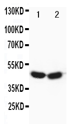 pa1577 1 WB anti foxp3 antibody