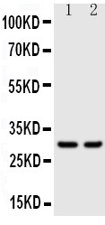 pa1633 1_1 WB anti klk1 kallikrein 1 antibody