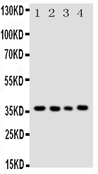 pa1645 1 WB anti bub3 antibody