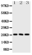 pa1673 1 WB anti fgf21 antibody