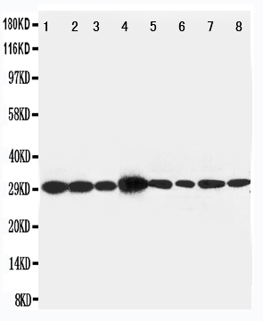 pa1791 1 WB anti lasp1 antibody