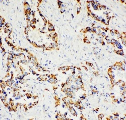 pa1804 2 IHC anti paxillin antibody
