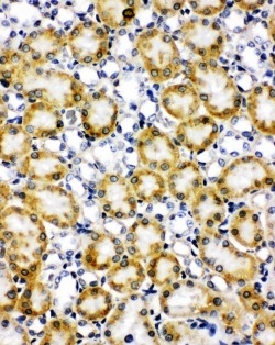 pa1804 3 IHC anti paxillin antibody