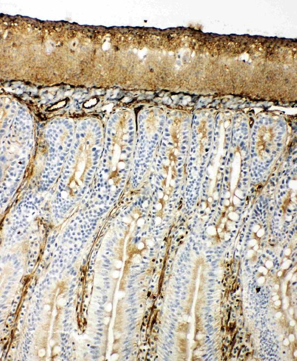 pa1813 4 IHC anti hsp70 antibody