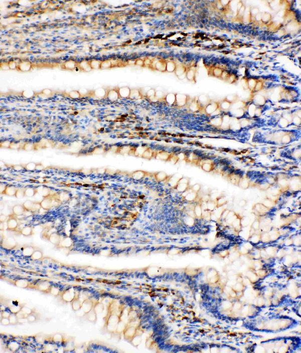 Anti-GRP78 BiP antibody, PA1815, IHC(P)IHC(P): Rat Intestine Tissue