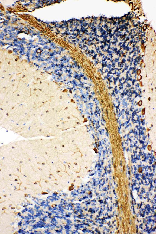 Anti-GRP78 BiP antibody, PA1815, IHC(P)IHC(P): Rat Cerebellum Tissue
