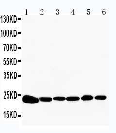 pa1834 1 WB anti peroxiredoxin 2 antibody