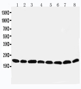 pa1838 1 WB anti peroxiredoxin 5 antibody