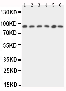 pa1841 1 WB anti stat5b antibody