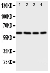 pa1861 1 WB anti rip2 antibody