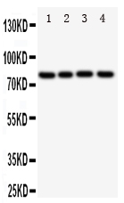 Anti-SP4 antibody, PA1865, Western blotting All lanes: Anti SP4 (PA1865) at 0.5ug/ml