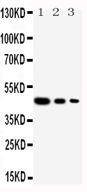 pa1877 1 WB anti cullin 2 antibody