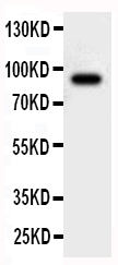 pa1877 3 WB anti cullin 2 antibody