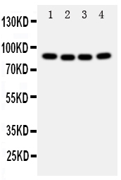 pa1877 5 WB anti cullin 2 antibody