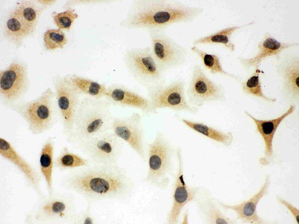 pa1897 7 IF anti shc antibody