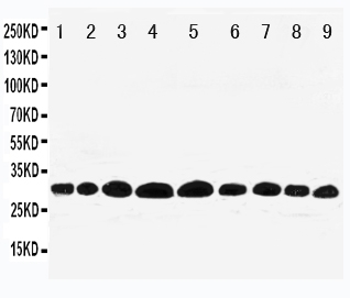 pa1932 1 WB anti prohibitin antibody