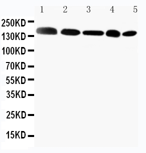 pa1941 2 WB anti gli2 antibody