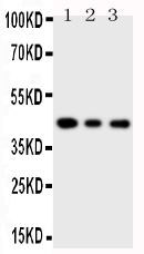 pa1944 1 WB anti sapk4 antibody