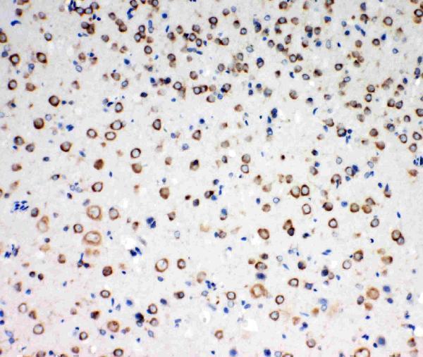 Anti-TrkC antibody, PA1992-1, IHC(P)IHC(P): Rat Brain Tissue
