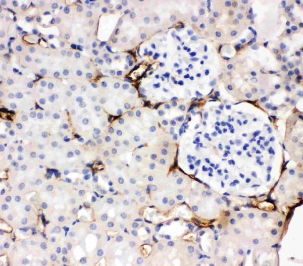 Anti-Adiponectin antibody, PA2014-1, IHC(P)IHC(P): Rat Kidney Tissue