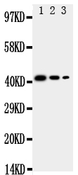 pa2018 1 WB anti cd68 sr d1 antibody