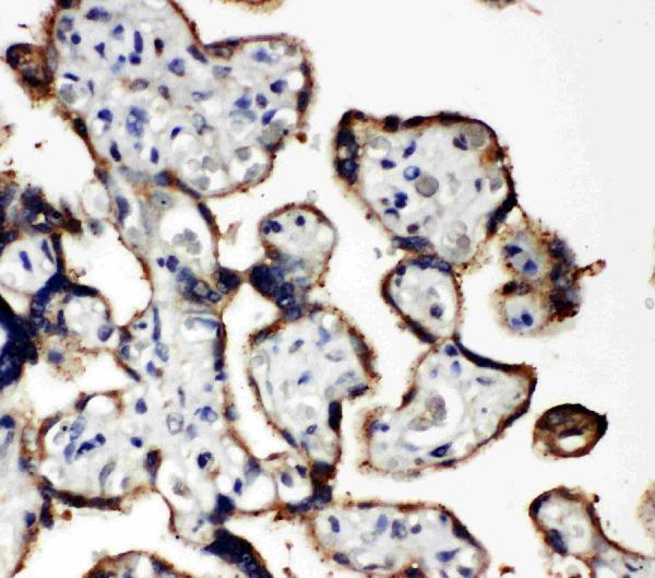 Anti-EIF2S1 antibody, PA2029, IHC(P)IHC(P): Human Placenta Tissue