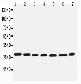 pa2031 1 WB anti eif6 antibody