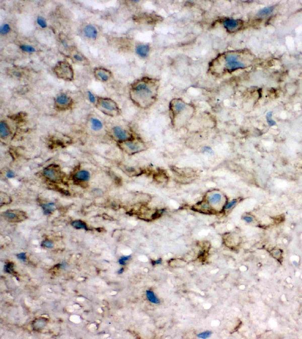 pa2031 3 IHC anti eif6 antibody