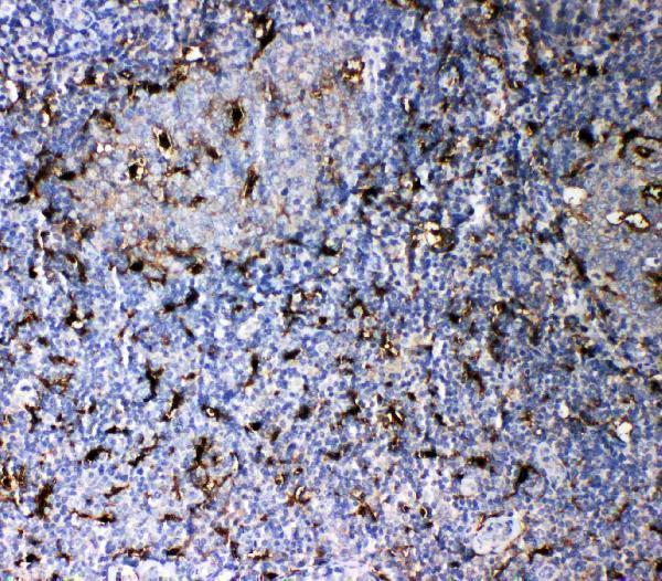 pa2037 1 IHC anti il 18 antibody