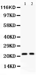 pa2037 2 WB anti il 18 antibody