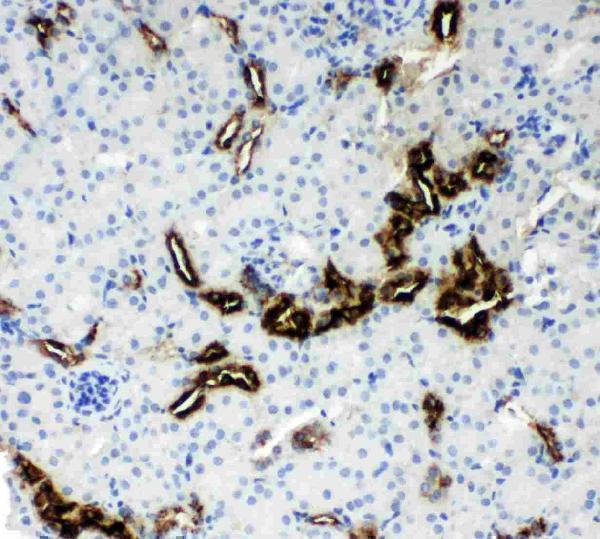 Anti-Kallikrein 1 antibody, PA2038, IHC(P)IHC(P): Mouse Kidney Tissue