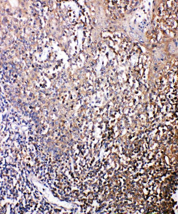pa2082 1 IHC anti bonzo antibody