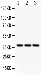 pa2082 2 WB anti bonzo antibody