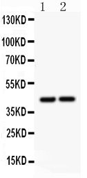 Anti-RUNX3 antibody, PA2112, Western blottingAll lanes: Anti RUNX3 (PA2112) at 0