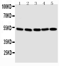 pa2114 1 WB anti smad1 antibody